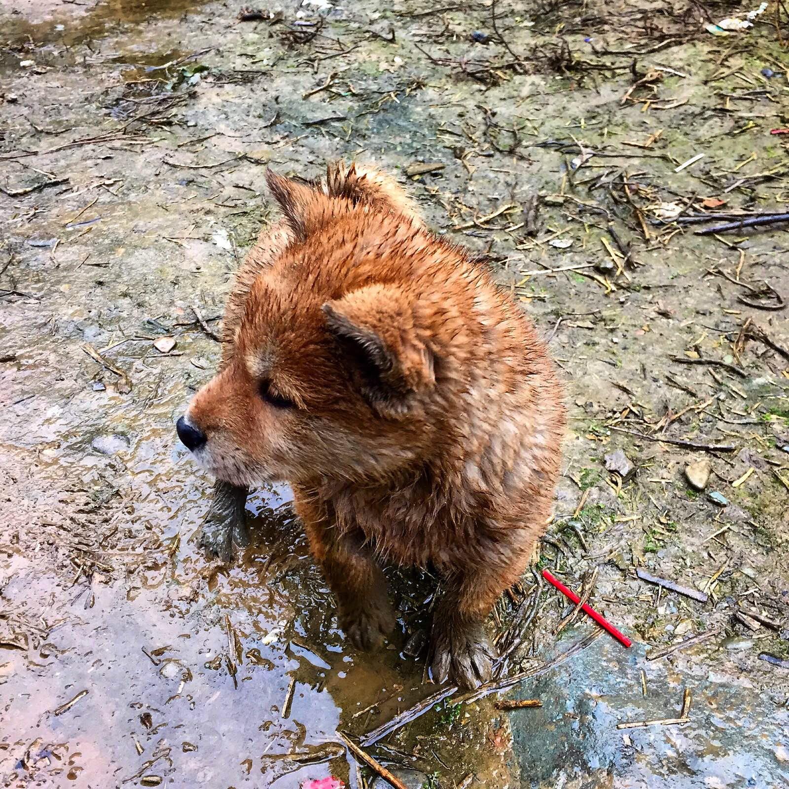 虽然被雨淋得狼狈不堪,但还是非常萌啊!