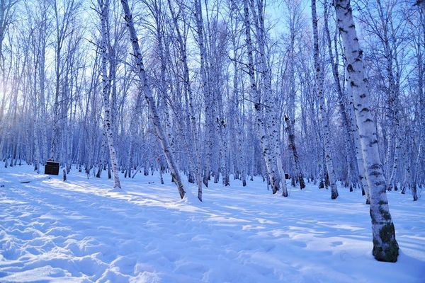 我们走在光影与线条中穿行,冬日里白雪皑皑,白桦林一幅晶莹冷竣的