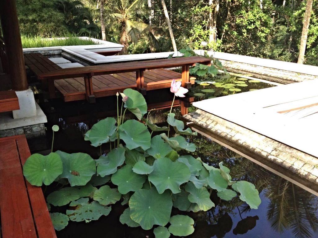 屋顶荷花池设计图展示