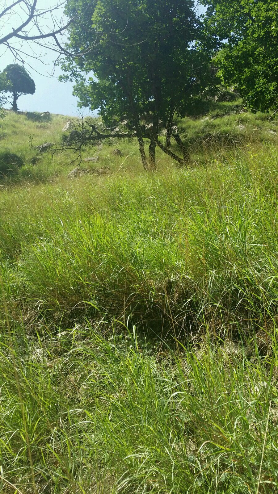 茂密的山上草垫