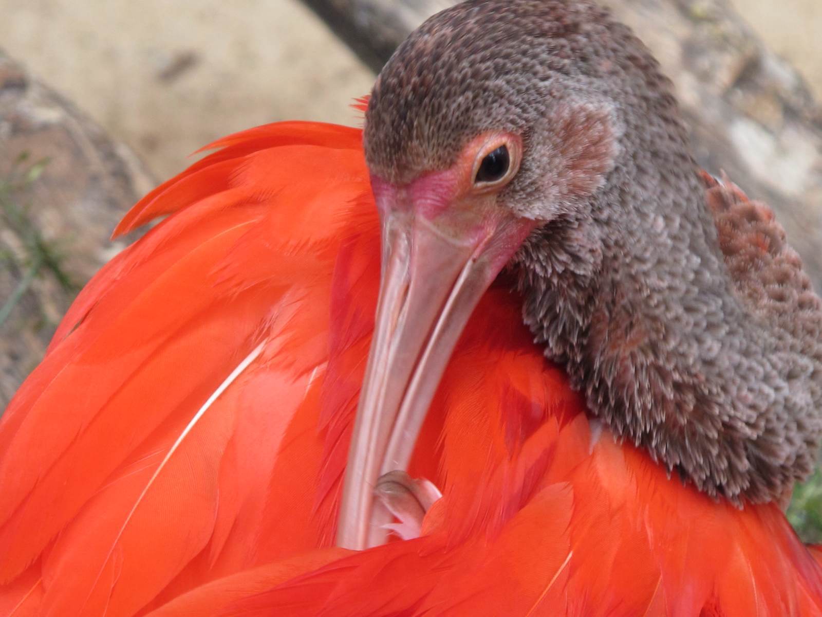 巴西伊瓜苏热带雨林中保护的各种鸟类鹦鹉,金刚鹦鹉,燕鸥,新热带鸬鹚