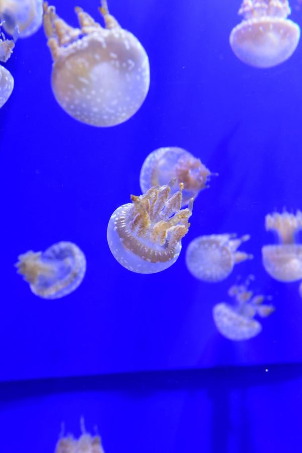 壁纸 海底 海底世界 海洋馆 水族馆 600_900 竖版 竖屏 手机