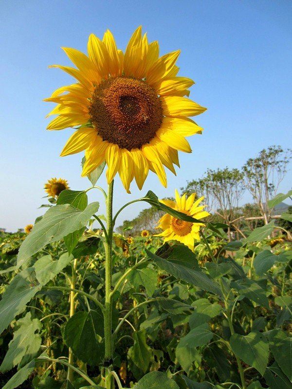 狮子座的花朵就是向日葵,大爱