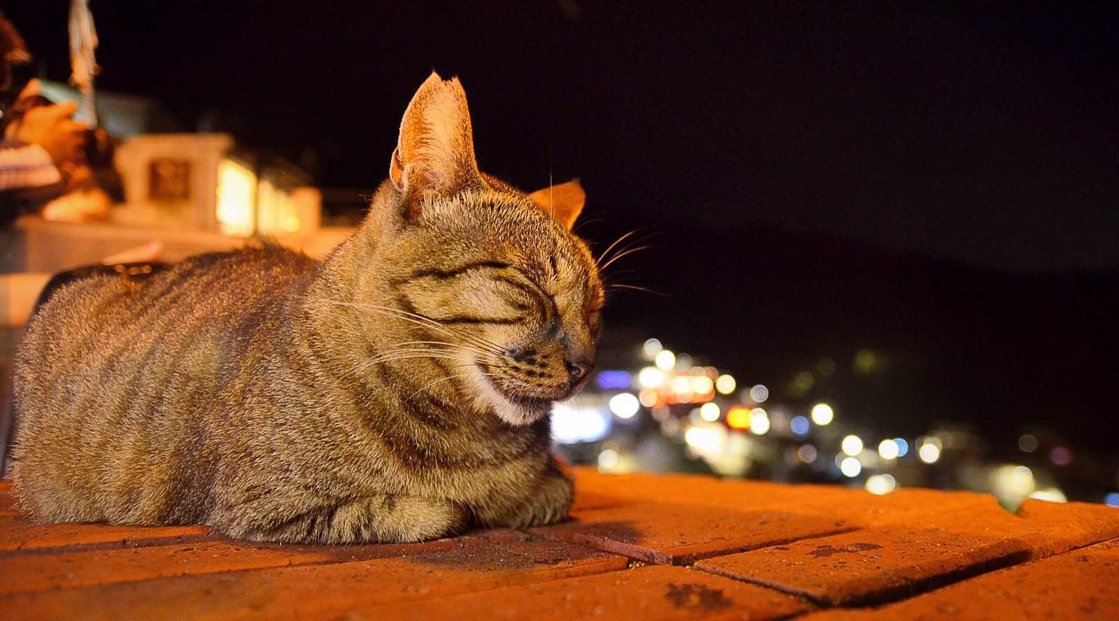 随处可见温顺的小猫咪 九份