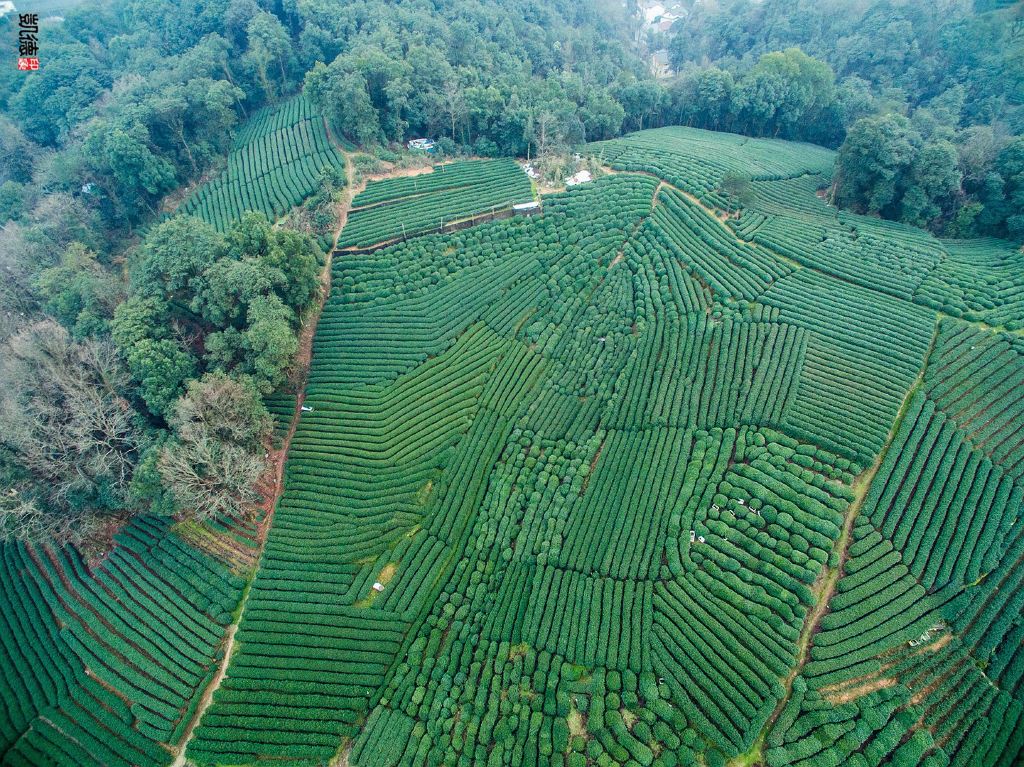 作为山林里的度假酒店,7万6千平方米的龙井茶园及茂密竹林中,而客房的大小非常舒适,最小的客房都有50平米以上,最大的有130平米。而且每一个客房都配有大阳台,让人非常亲近这四面环山的大自然。餐厅,健身房,恒温游泳池,spa,宴会设施,酒吧等等配套非常的完善。另外,酒店的部分客房非常有特色,包括专门给有宠物的客人们设立里宠物客房,每个宠物客房里,猫猫狗狗们都有专门有自己的一片院子作为活动空间,这一点在酒店设计里面是很少有的。而公共的大草坪和整个自然环境,宠物们会非常开心,它们都可以在酒店里认识新的朋友。