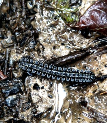 河虫图片 携程网