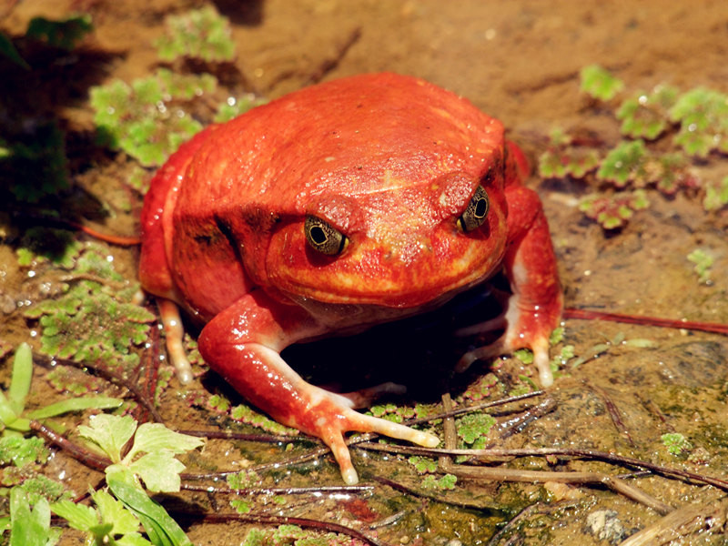      西红柿蛙-tomato frog