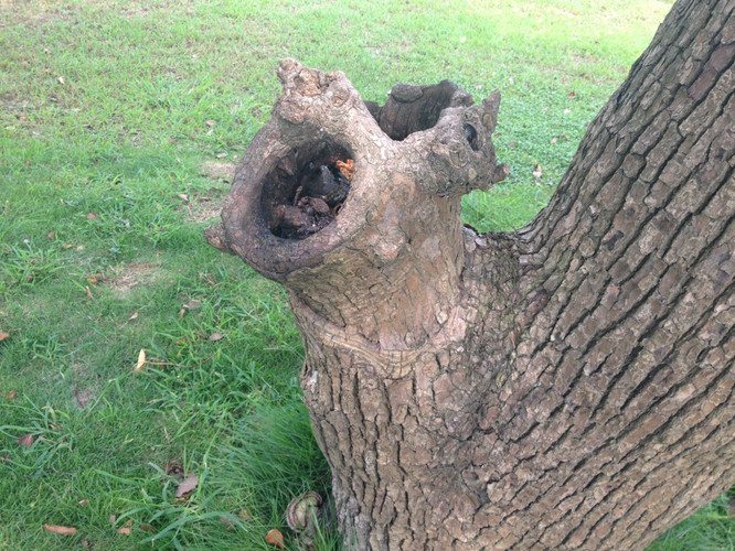 好大的树洞是不是曾住着好大一窝松鼠