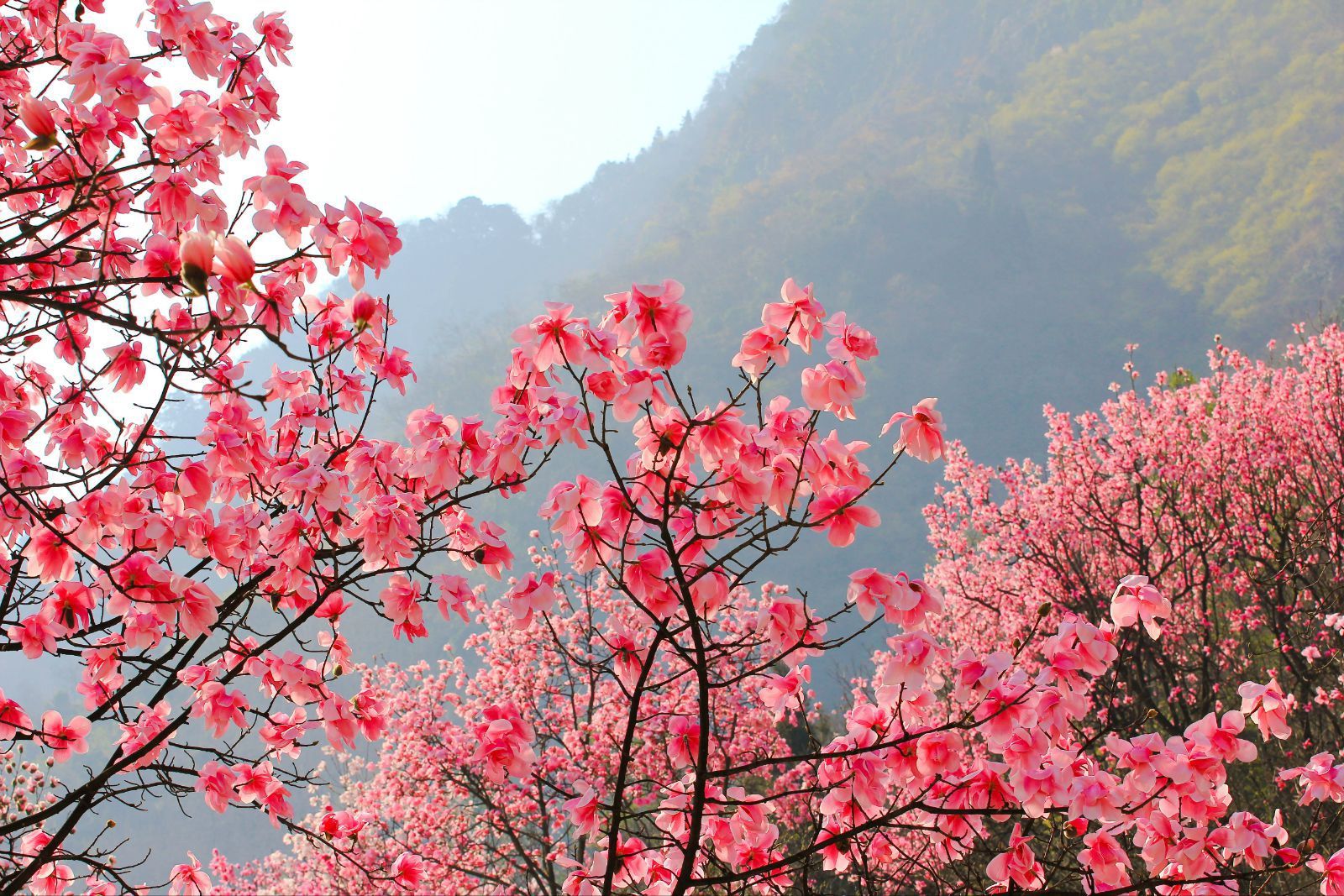 九皇山花溪景辛夷花 九皇山花溪景