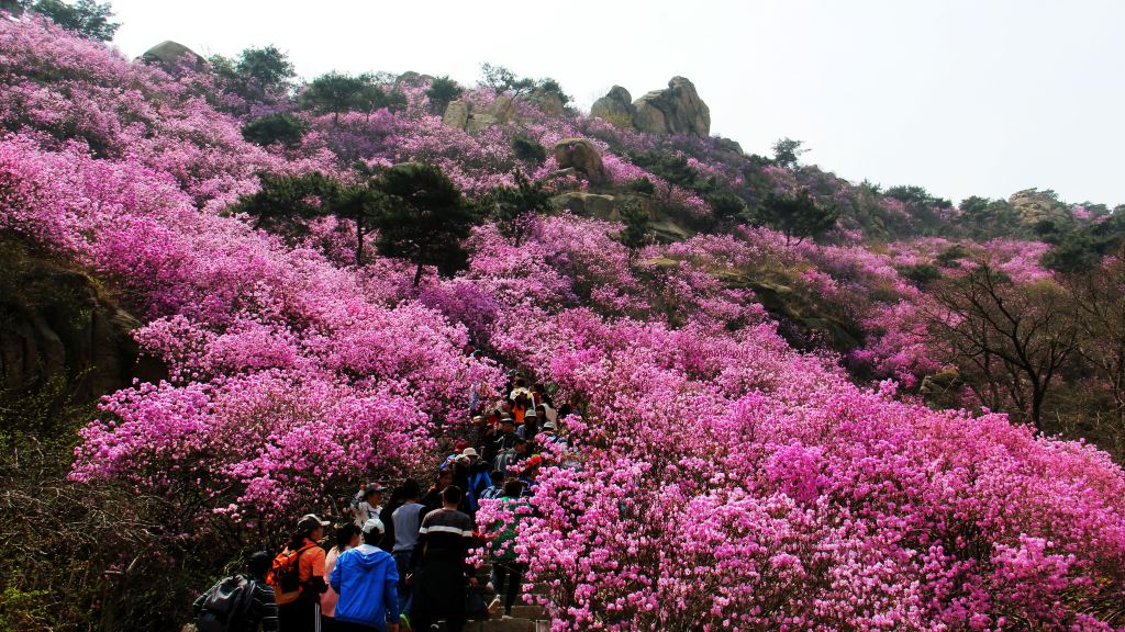 青岛#心动春之旅#大珠山杜鹃花正在盛开怒放之中