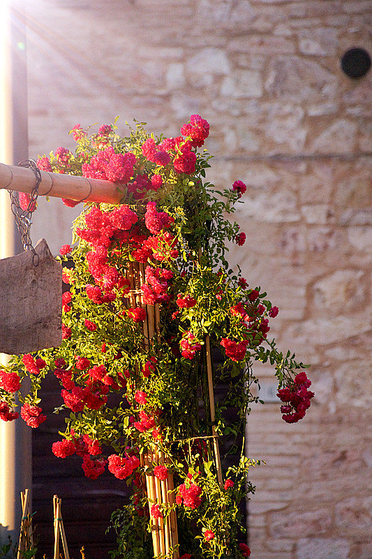 le infiorate di spello(ʻС)