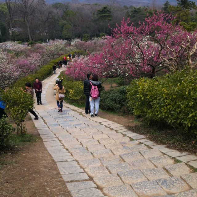 梅花谷,梅花如同花海.