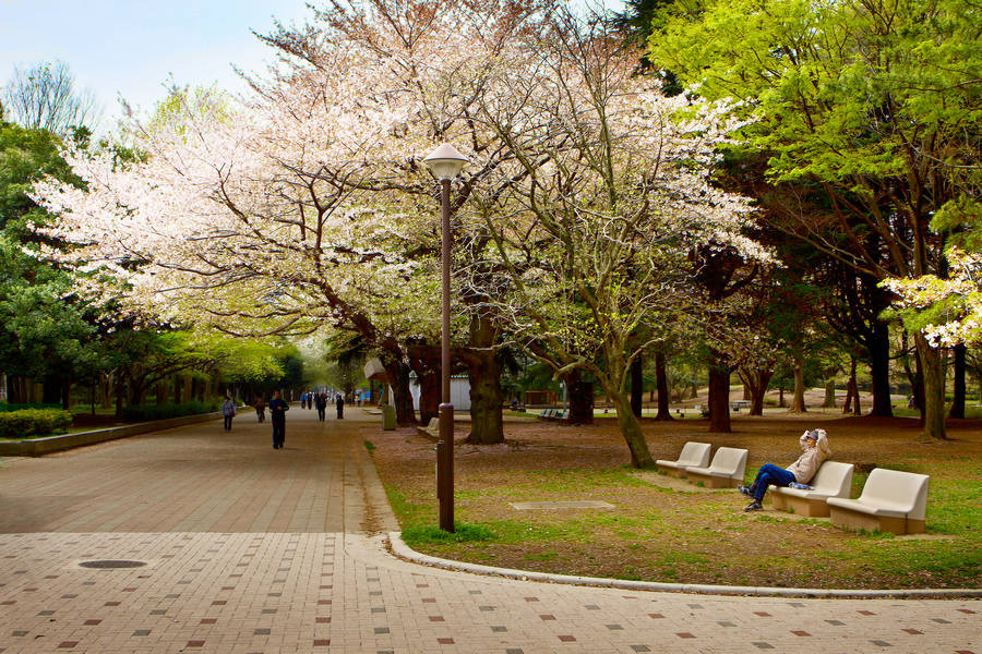 日本东京练马区