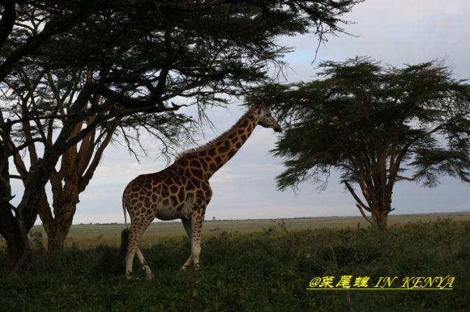 非洲肯尼亚狂野动物大迁徙10天跟团自驾摄影