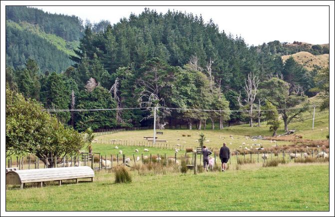 新西兰游 惠灵顿景点 farm day参观农场