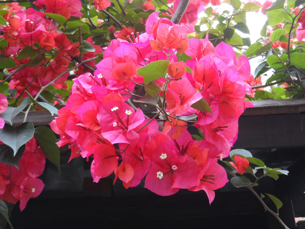 厦门市花三角梅