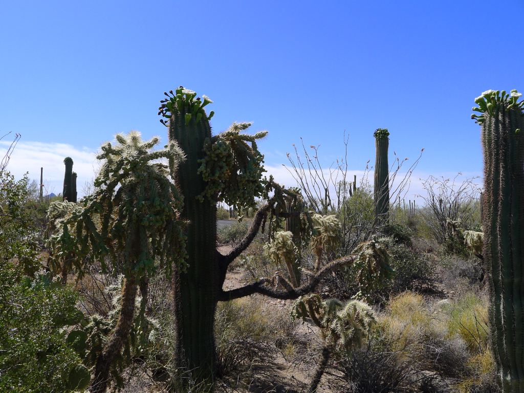 环游美加50天(十三)走过奇瓦瓦沙漠the chihuahuan desert