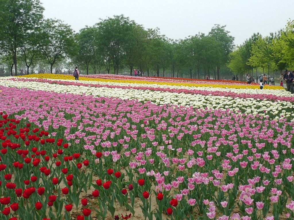 北京国际鲜花港