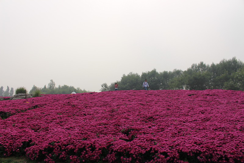 北京国际鲜花港