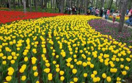 哈尔滨黑龙江省森林植物园天气预报,历史气温