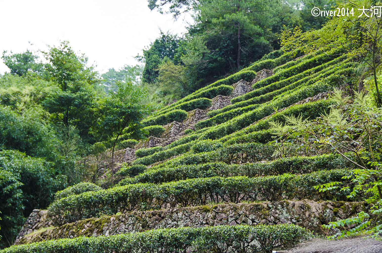 大红袍景区 茶山上种植着一片片茶树