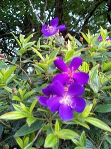 【携程攻略】江门东湖公园图片,江门东湖公园