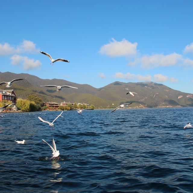 泸沽湖上的海鸥