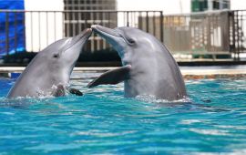 深圳小梅沙海洋世界天气预报,历史气温,旅游指