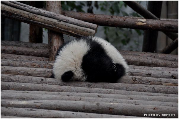 成都、峨眉山、乐山、都江堰8天7夜自由行游