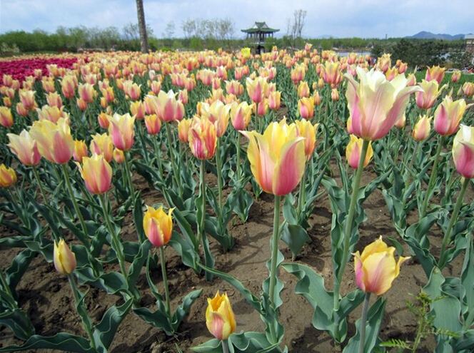赏花不停歇之顺义国际鲜花港 - 顺义游记攻略