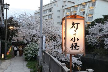 伊豆,在那樱花盛开的地方~ - 静冈市游记攻略