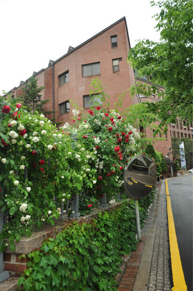 (街角的花簇,雨后很清新)