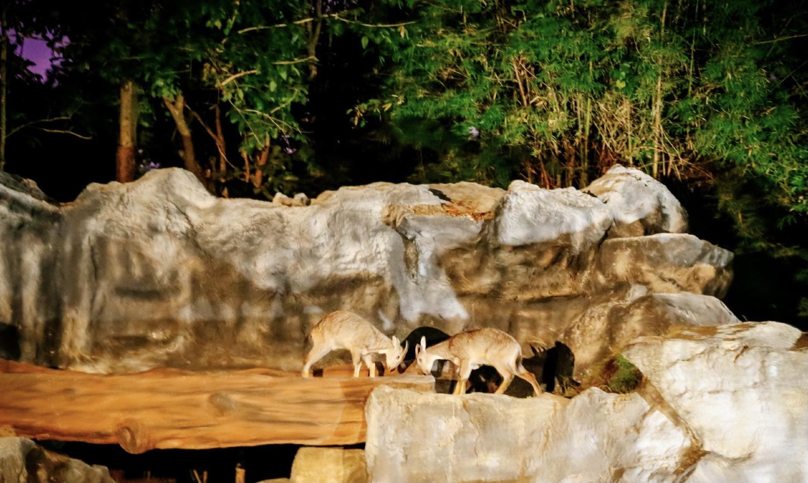 泰国清迈夜间动物园 เชียงใหม่ไนท์ซาฟารี