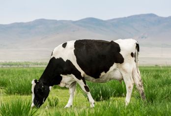 木兰围场乌兰布统一日游【商务车出行 精品小团  随走随停 】【全程商务车出行 自由轻松 不与陌生人拼团】