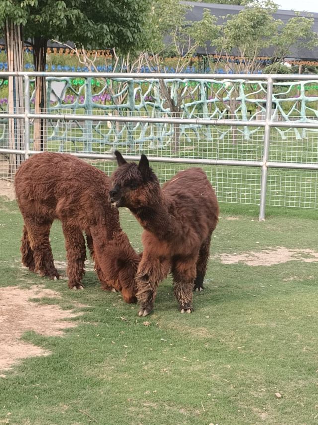 宿州野生動物園