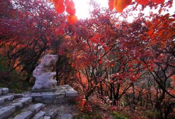 临朐石门坊赏红叶+老龙湾一日游【红霞漫山，层林尽染】【秋日赏红叶推荐之地】