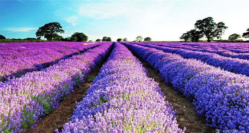 花海彩田景区