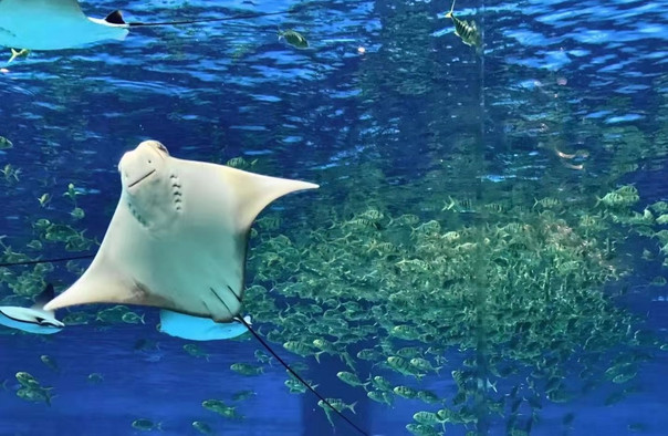 海棠湾豪生潜水