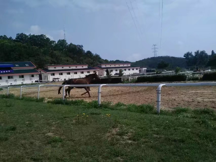 巡安马术俱乐部