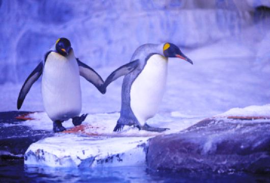 天津极地海洋公园+老码头+滨海图书馆 包车游∣不含门票【按车计费、车型可选、上门接送、不含门票！】