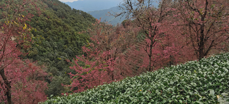 昆明旅游网