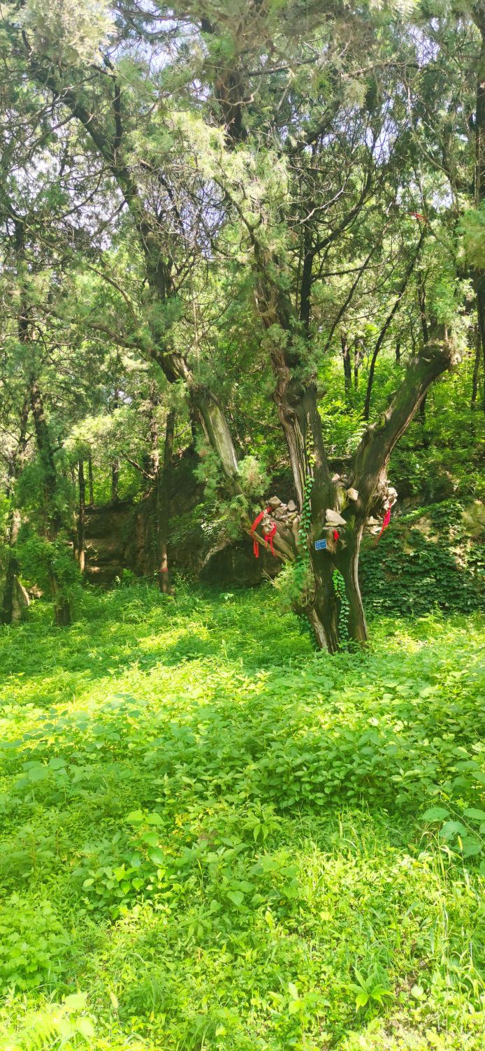 青檀寺