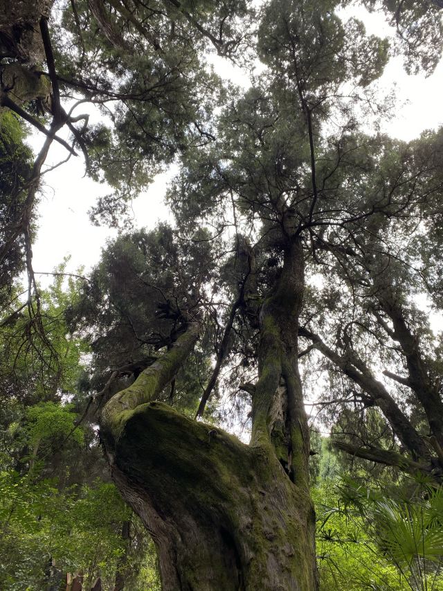 劍閣翠雲廊攻略,劍閣翠雲廊門票/遊玩攻略/地址/圖片/門票價格【攜程