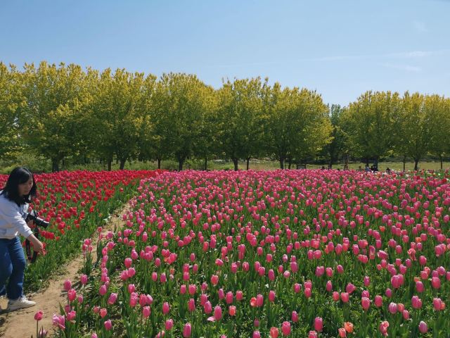 北京国际鲜花港