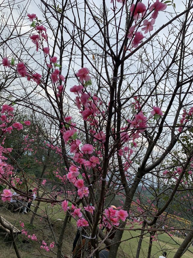 明月山花海原居图片