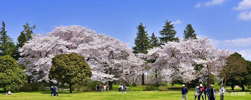 立川市旅游攻略 11月立川市 Tachikawa 自助游 周边自驾 出游 自由行 游玩攻略 携程攻略