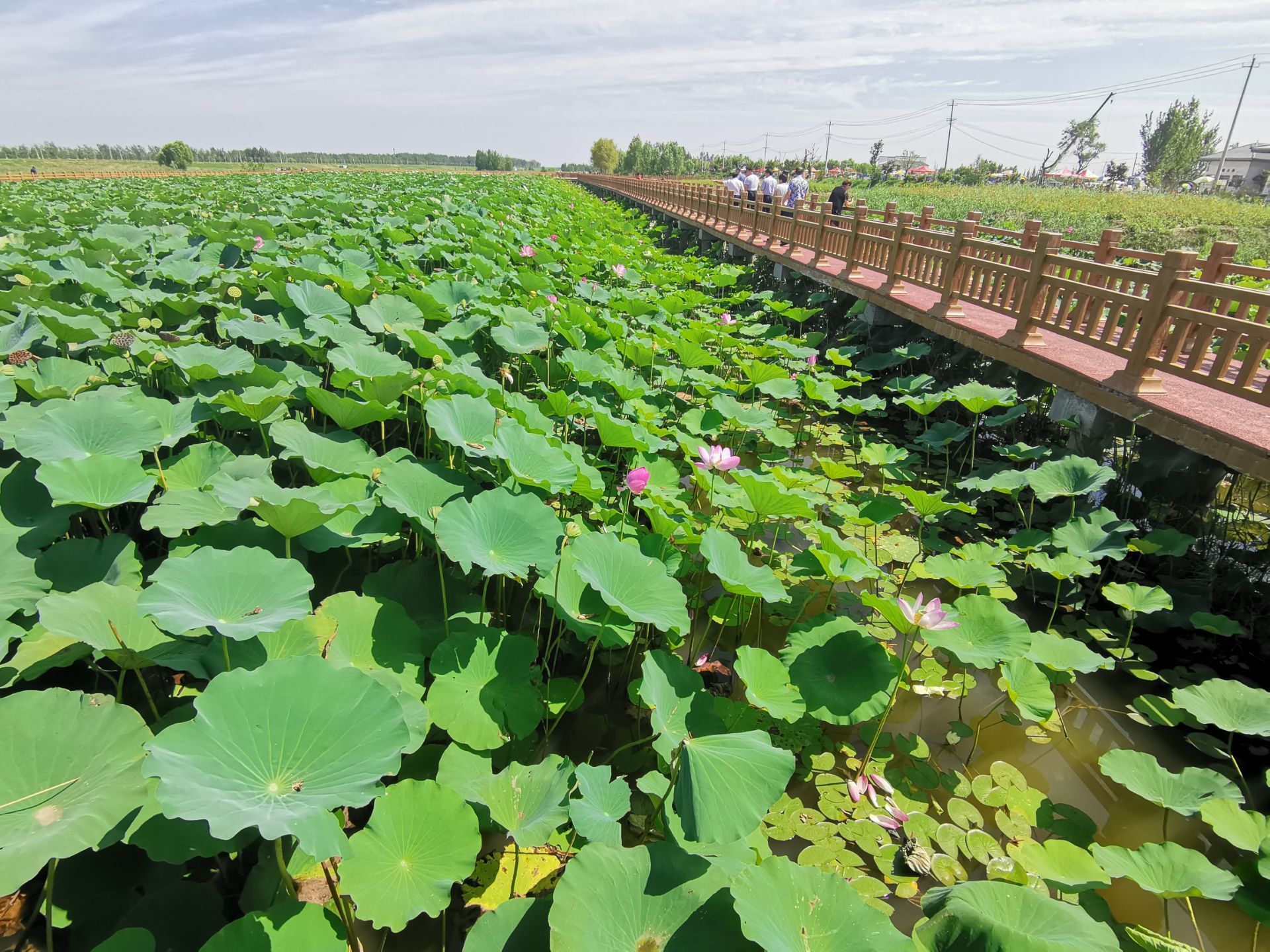 曹县生态花海公园