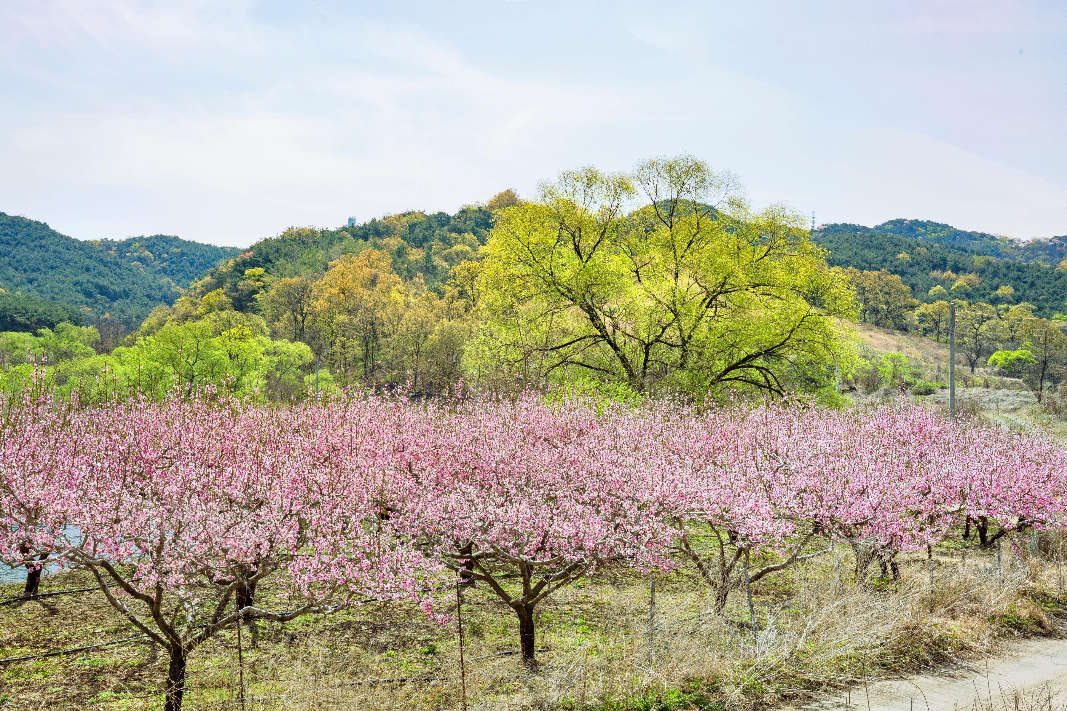 桃花岛风景区