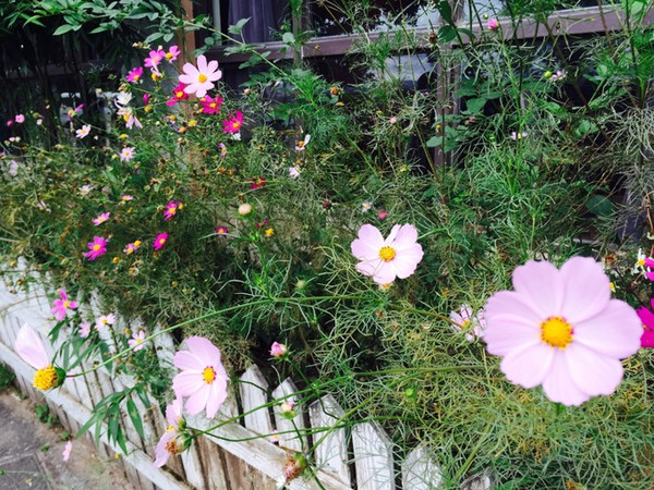 山上美丽花朵 1002070000002289z33DC_R_600_10000_Q90.jpg