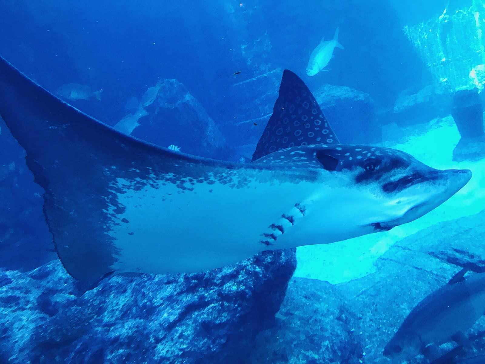 告诉你为什么我不坐邮轮去巴哈马!